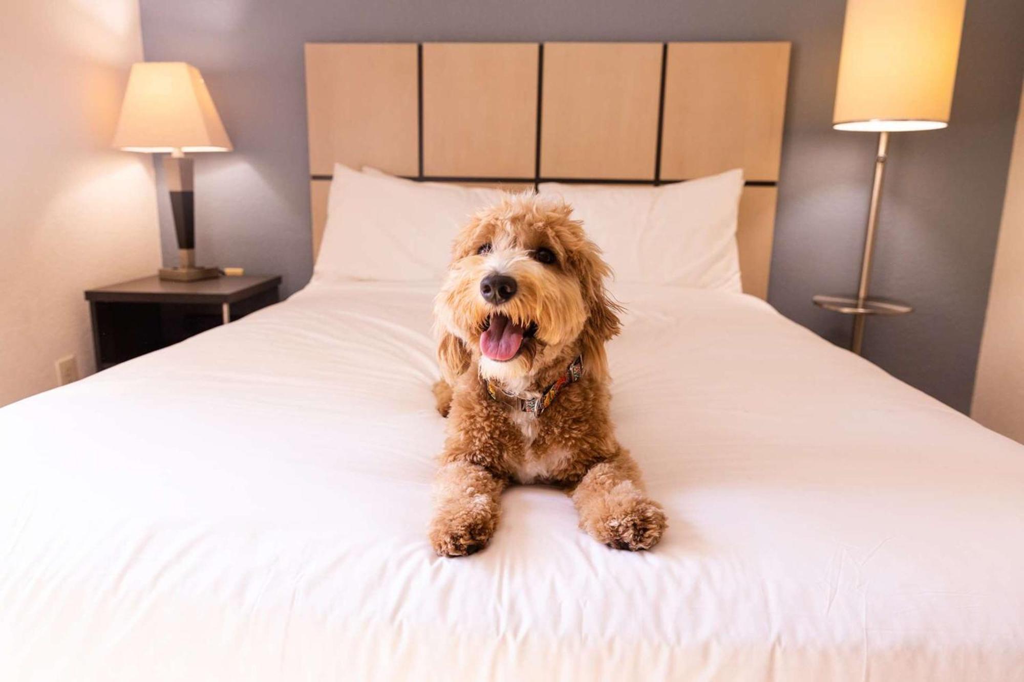 โซเนสตา ซิมพลี สวีท ดัลลัส แกลเลอเรีย Hotel ภายนอก รูปภาพ